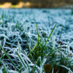 Winter Lawn Care Treatments